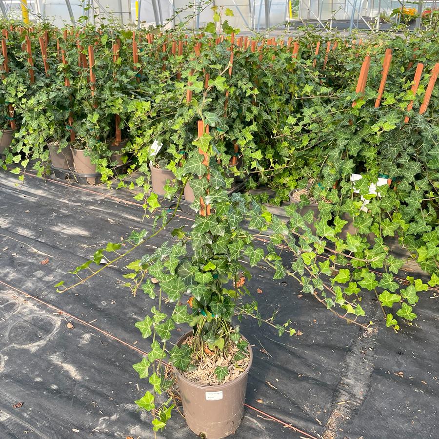 Hedera helix Baltica