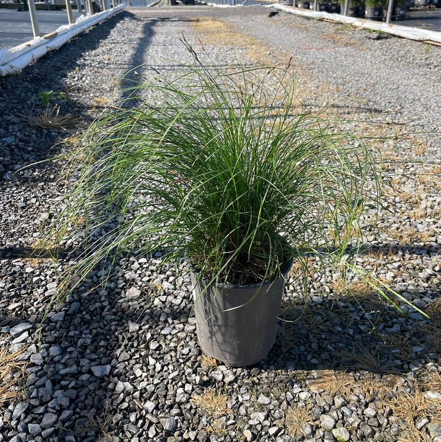 Carex pensylvanica 