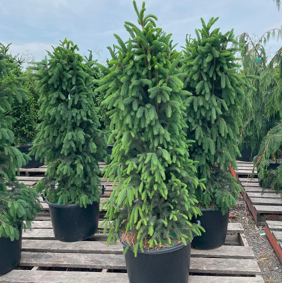 Picea abies Cupressina