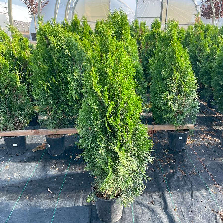 Thuja occidentalis Emerald