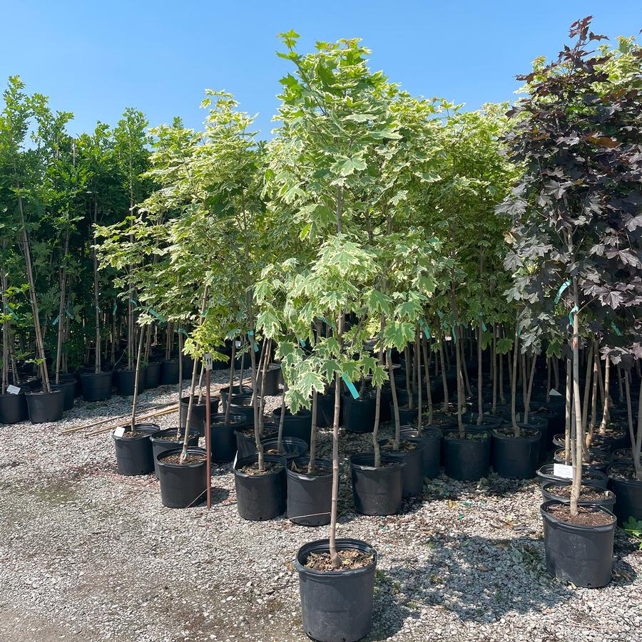 Acer platanoides Drummondii