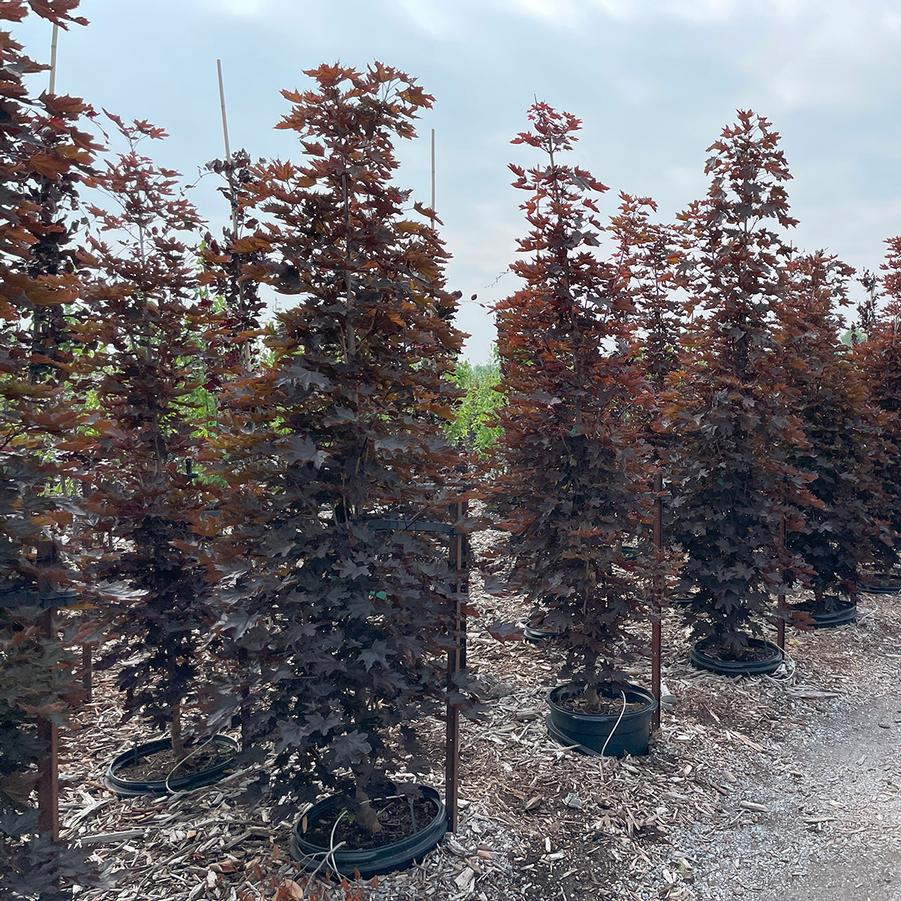 Acer platanoides Crimson Sentry