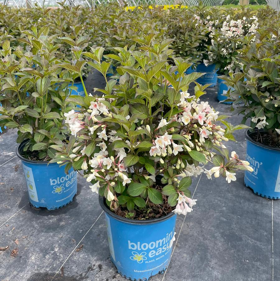 Weigela Date Night™ Tuxedo