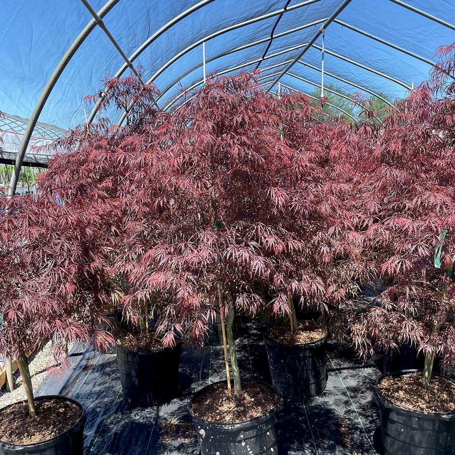 Acer palmatum var. dissectum Tamukeyama