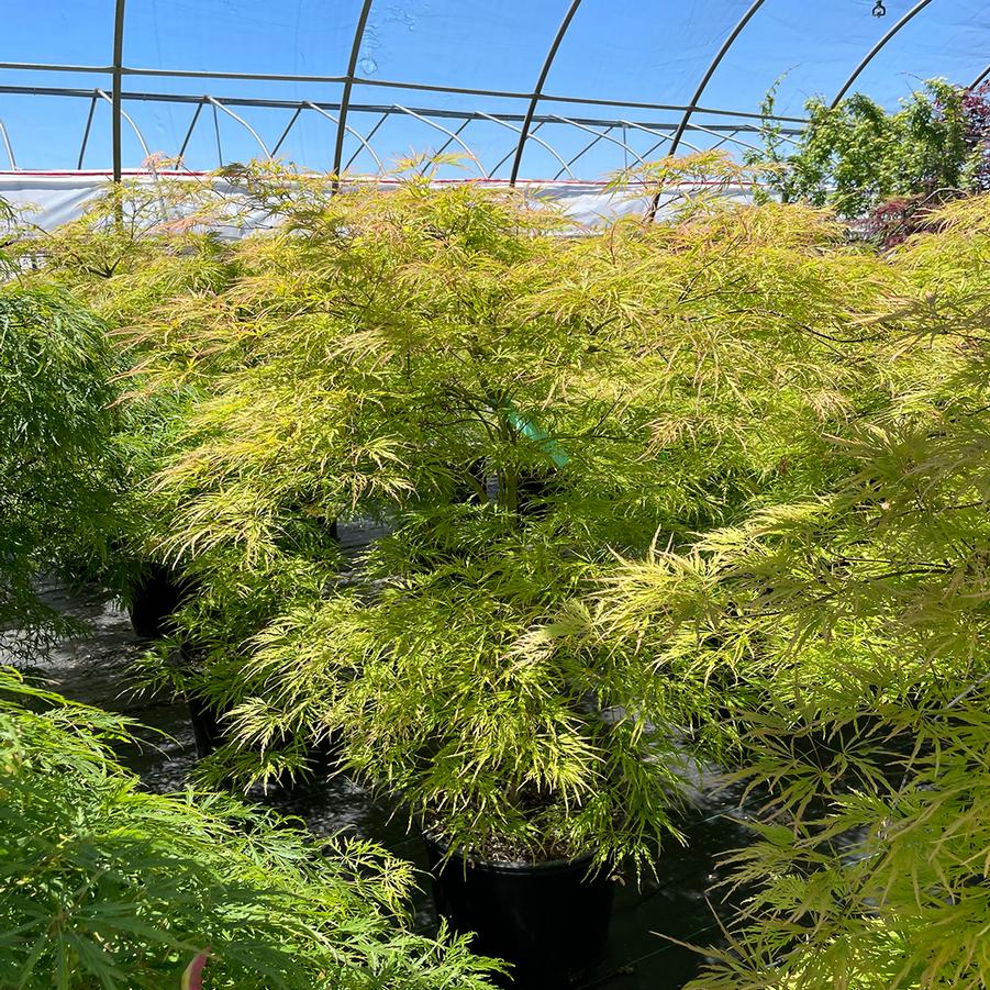 Acer palmatum var. dissectum Viridis