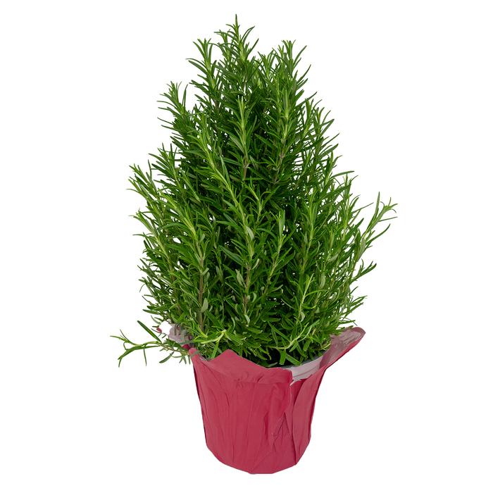 #1 Cont W/ Potcover