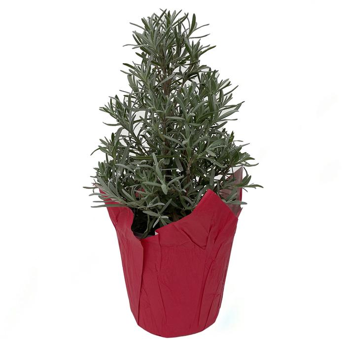 #1 Cont. W/ Potcover
