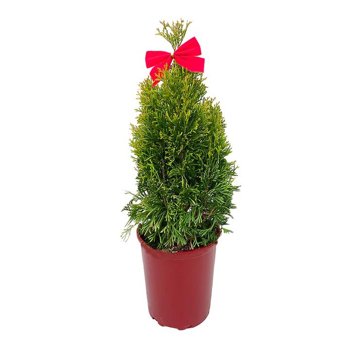 #1 Cont. Red Pot