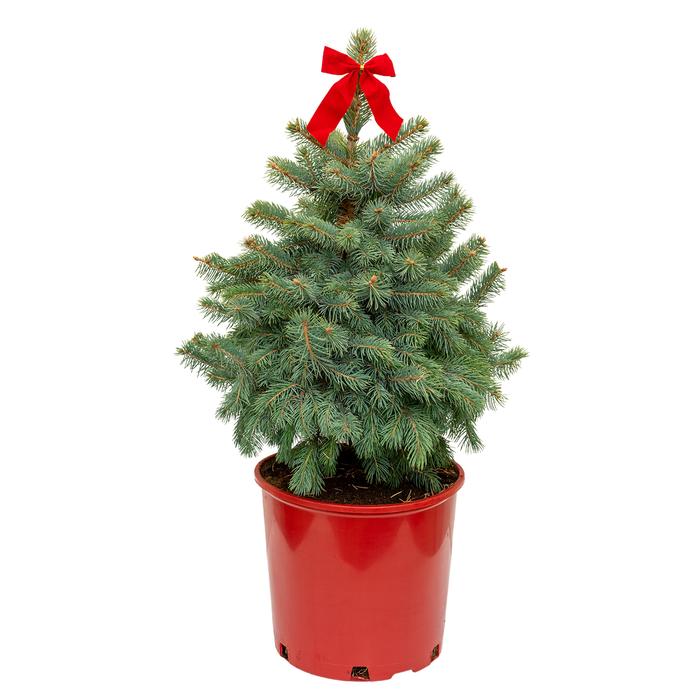#3 Cont. Red Pot