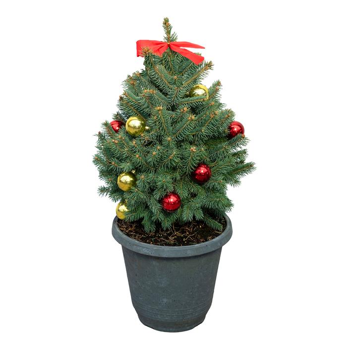 #3 Cont. Deco Pot