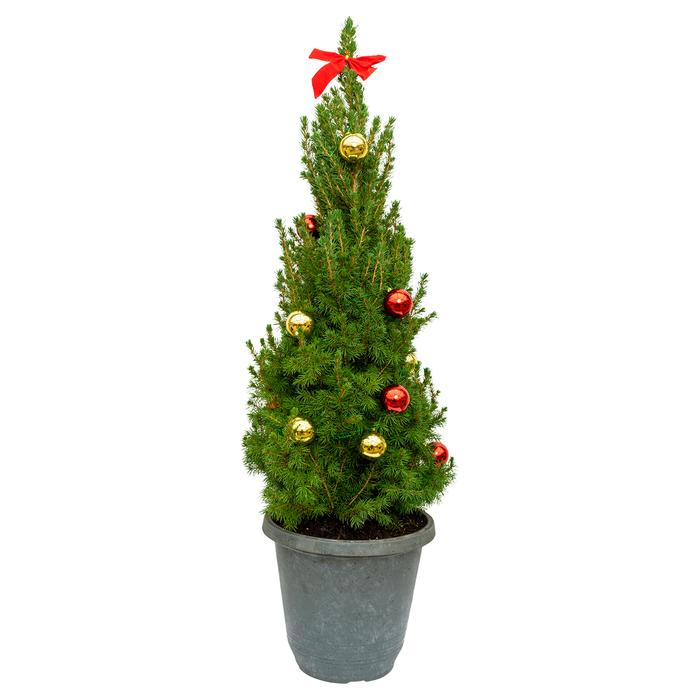 #3 Cont. Deco Pot
