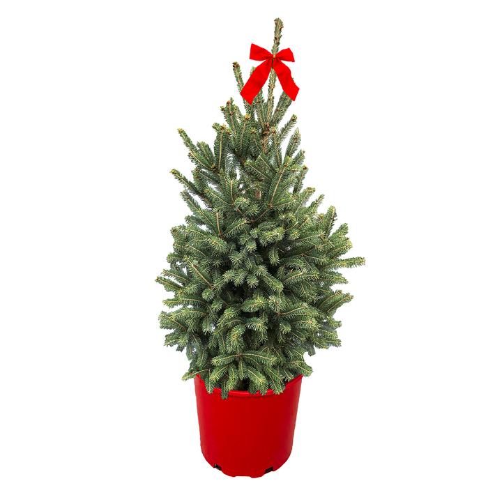 #3 Cont. Red Pot