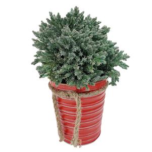 #1 Cont. Tin Pot