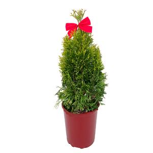 #1 Cont. Red Pot