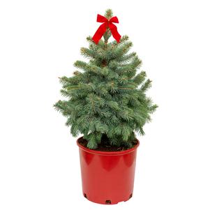 #3 Cont. Red Pot