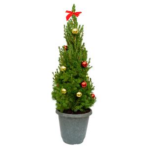 #3 Cont. Deco Pot