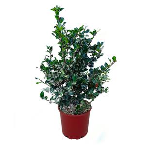 #3 Cont. Red Pot