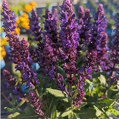 Salvia nemorosa Perpetual Purple™