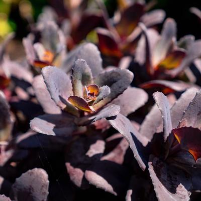 Sedum Puff Pastry Raspberry