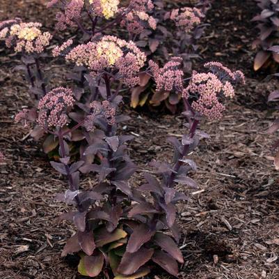 Sedum Puff Pastry White Chocolate