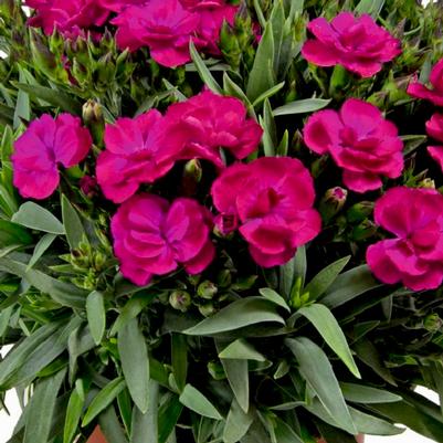 Dianthus Peman Violet