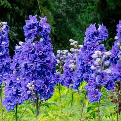Delphinium X Laser Beam