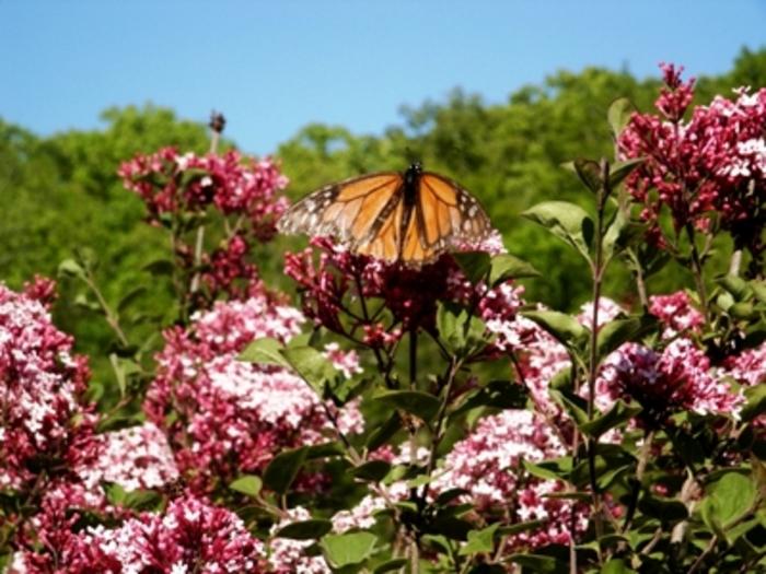 Syringa Bailbelle Tinkerbelle - Standard