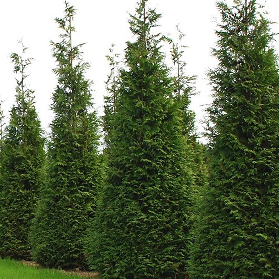 Thuja x 'Steeplechase' - Steeplechase Cedar from Willowbrook Nurseries