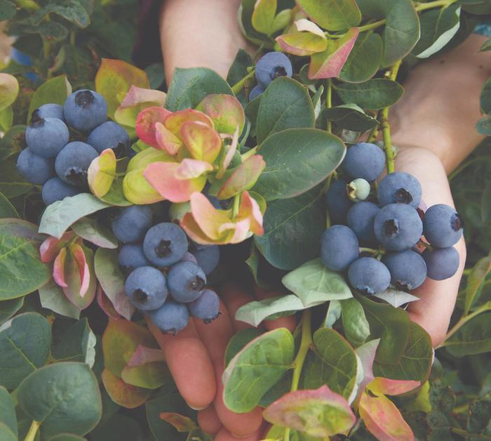Vaccinium Bushel and Berry® Peach Sorbet®