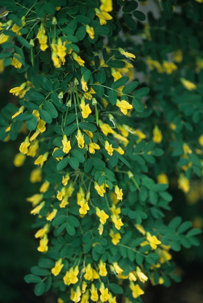 Caragana arborescens pendula