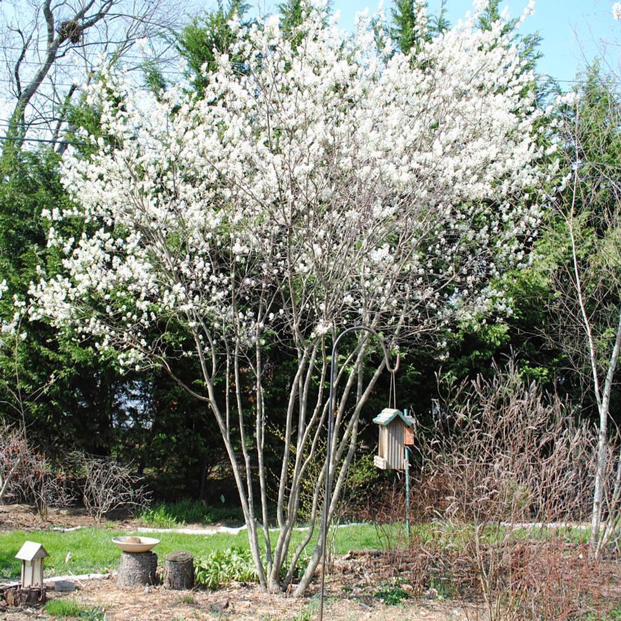 Amelanchier x grandiflora