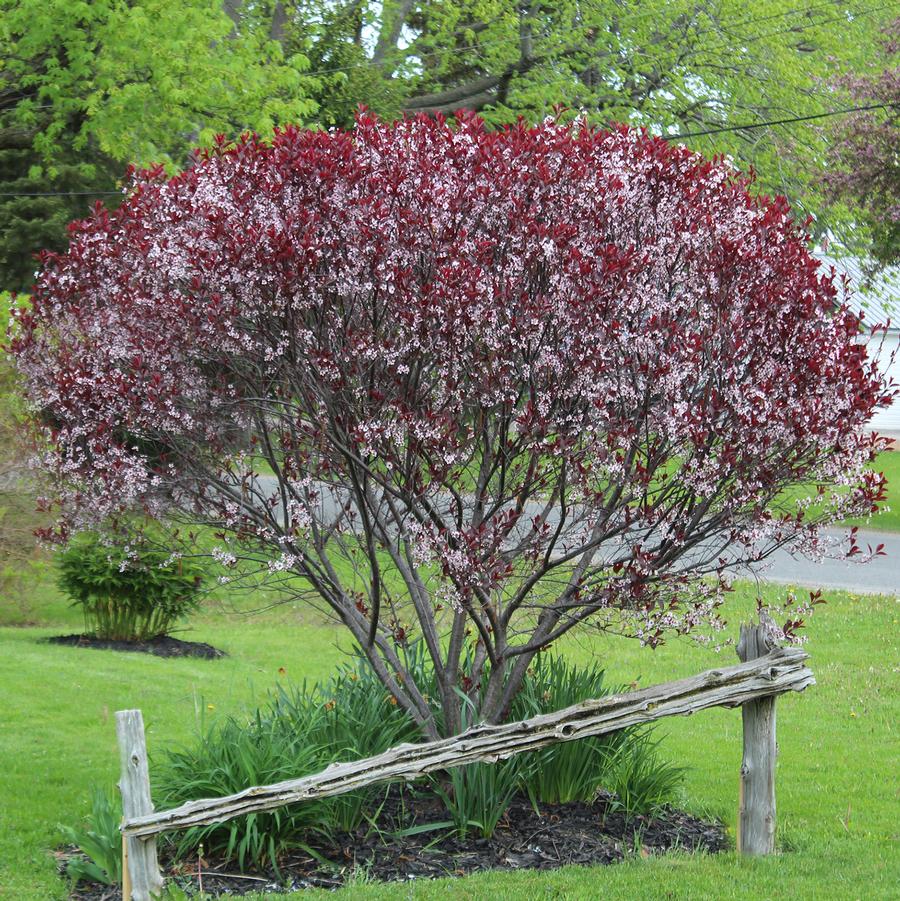 Prunus x cistena