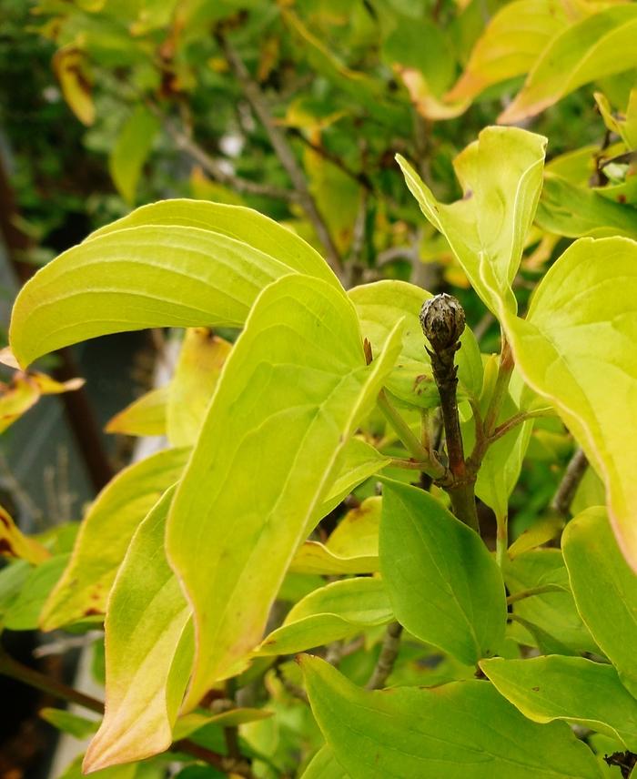 Cornus mas