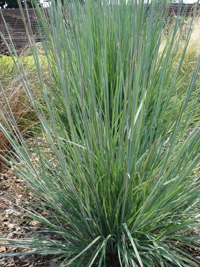 Schizachyrium scoparium