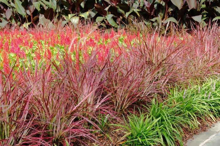 Pennisetum setaceum Fireworks