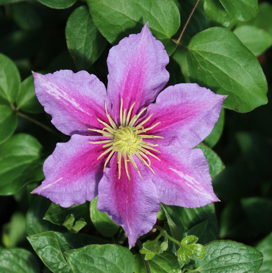 Clematis Piilu