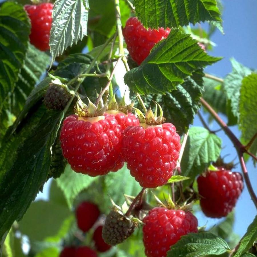 Rubus idaeus 'Heritage' - Heritage Everbearing Raspberry from Willowbrook Nurseries