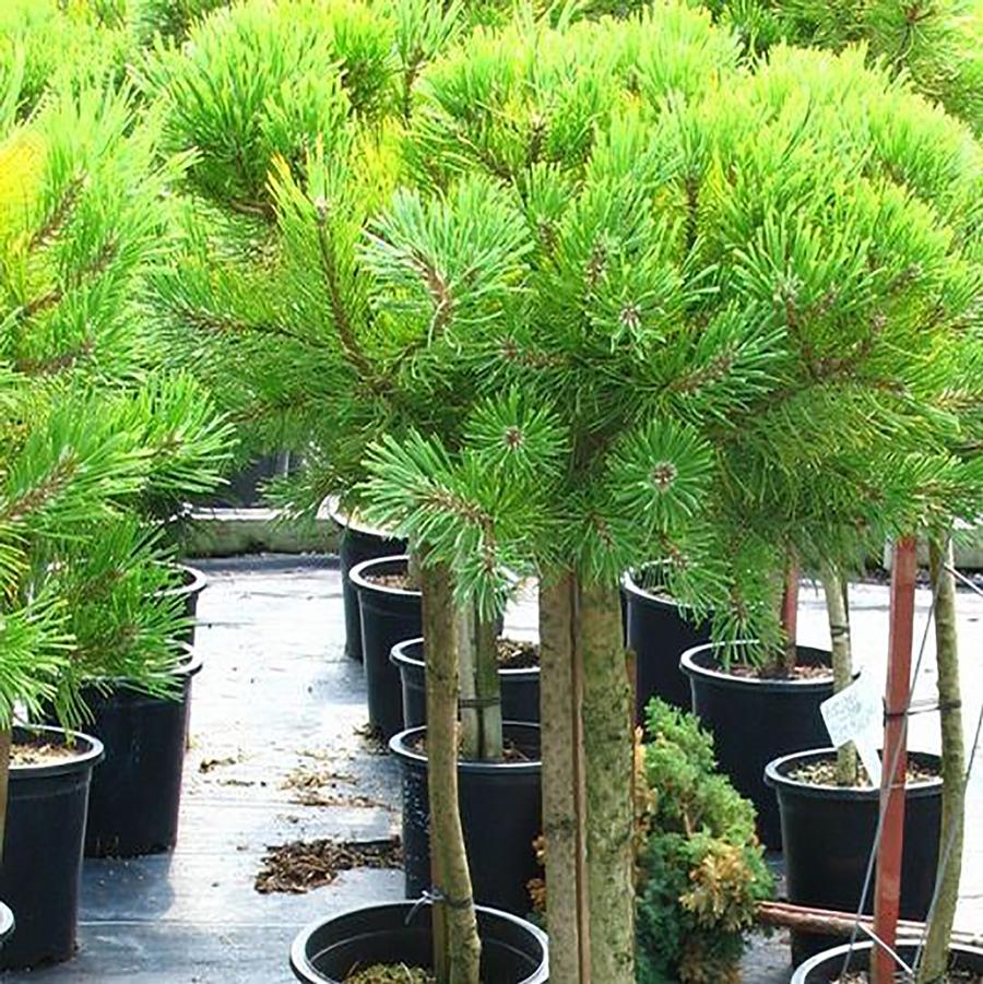 Pinus mugo Wintergold-Standard