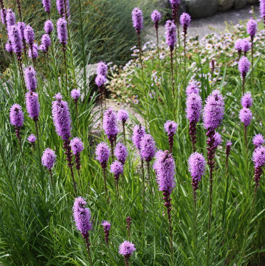 Liatris spicata