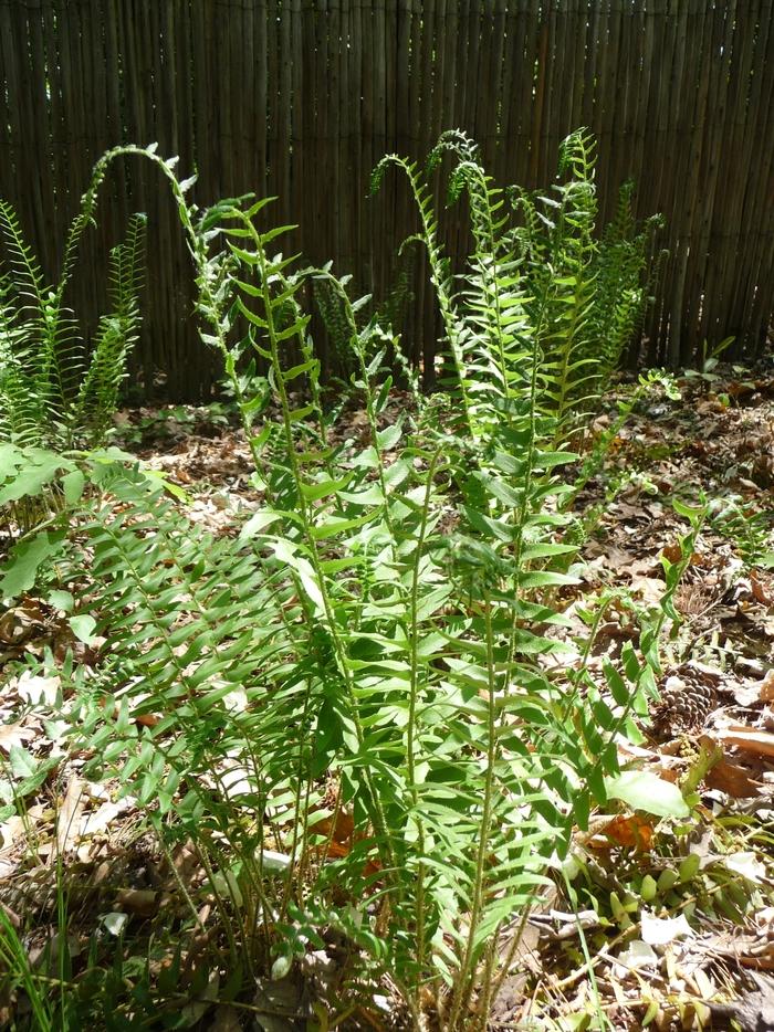 Polystichum acrostichoides