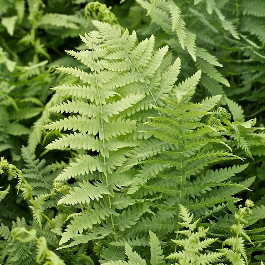 Thelypteris palustris