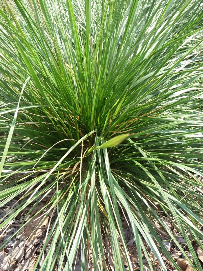 Deschampsia cespitosa