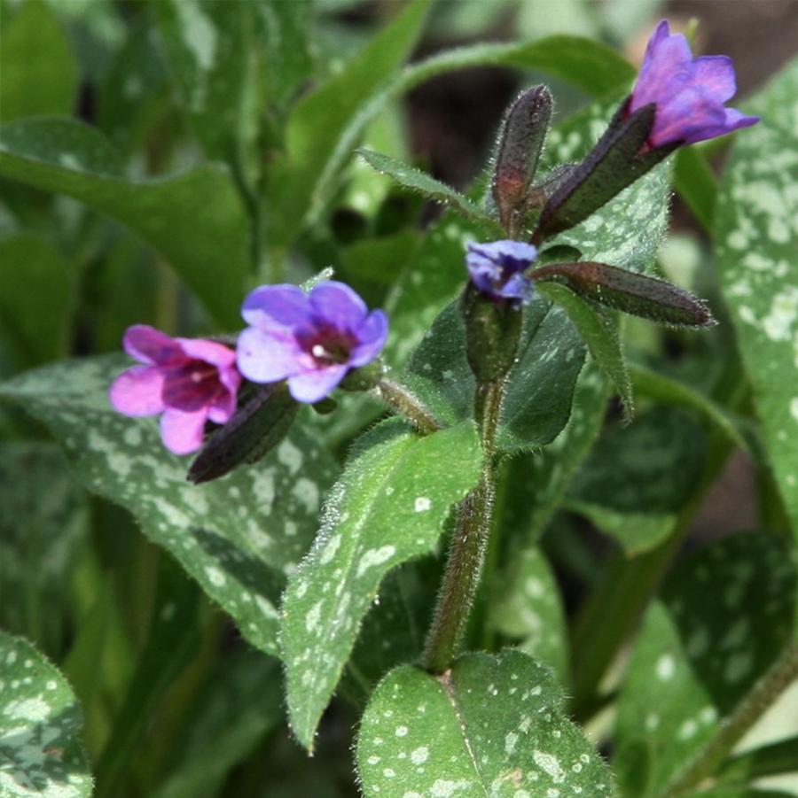 Pulmonaria 'Majeste' - Majeste Lungwort from Willowbrook Nurseries