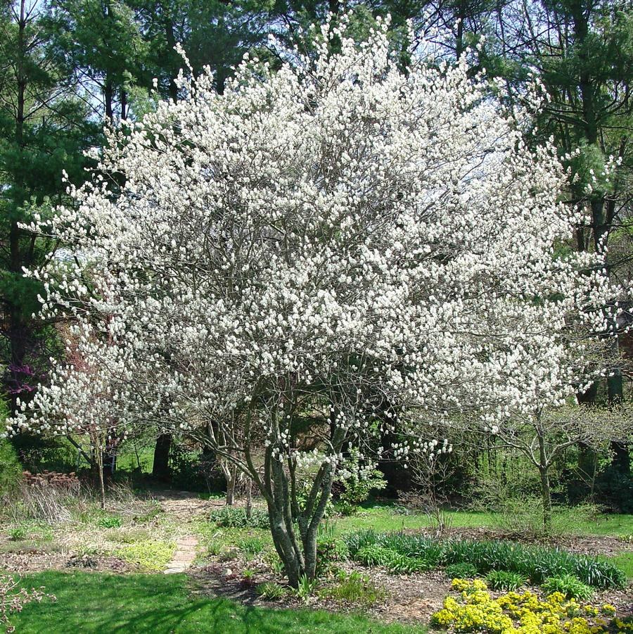 Amelanchier canadensis-Clump