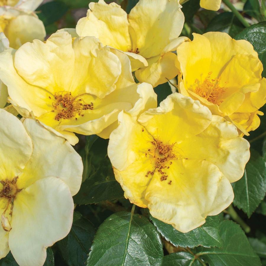 Rosa Knock Out® 'Easy Bee-zy™' - Easy Bree-zy Knock Out® Shrub Rose from Willowbrook Nurseries