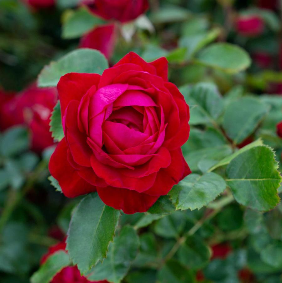 Rosa 49th Parallel Collection 'Canadian Shield®' - Canadian Shield® Shrub Rose from Willowbrook Nurseries