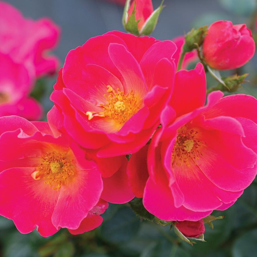 Rosa Brick HouseĀ® 'Pink' - Rose from Willowbrook Nurseries