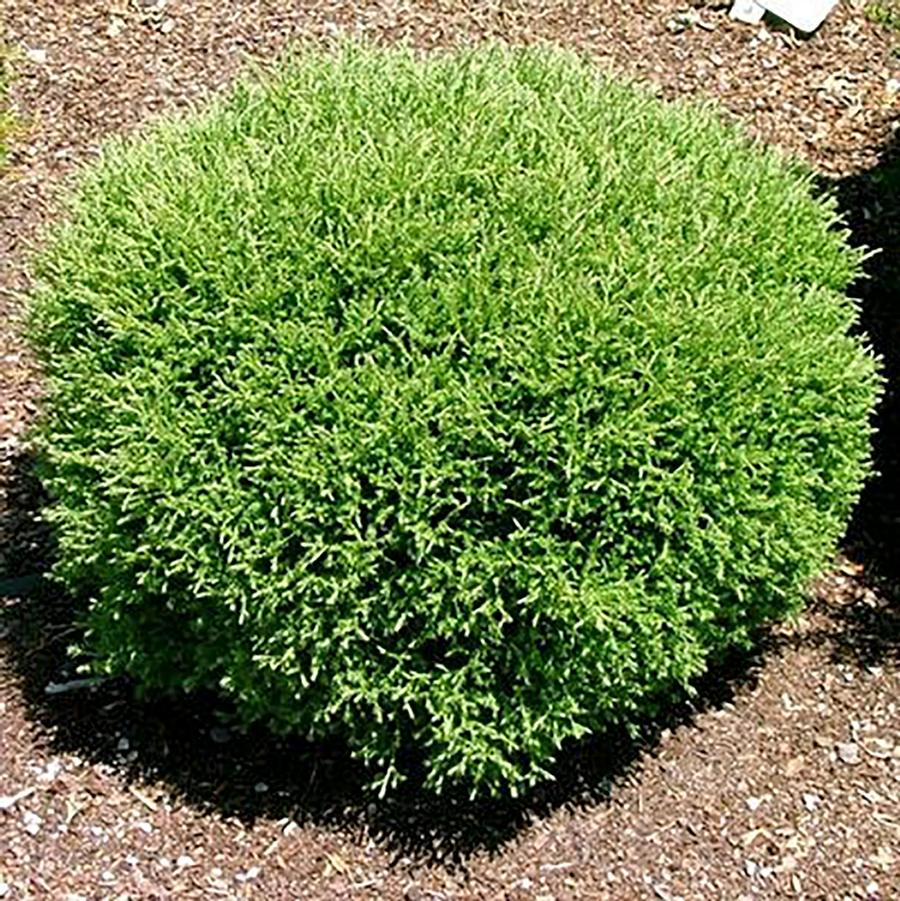 Thuja occidentalis 'Mr. Bowling BallĀ®' - Mr. Bowling Ball™ Cedar from Willowbrook Nurseries