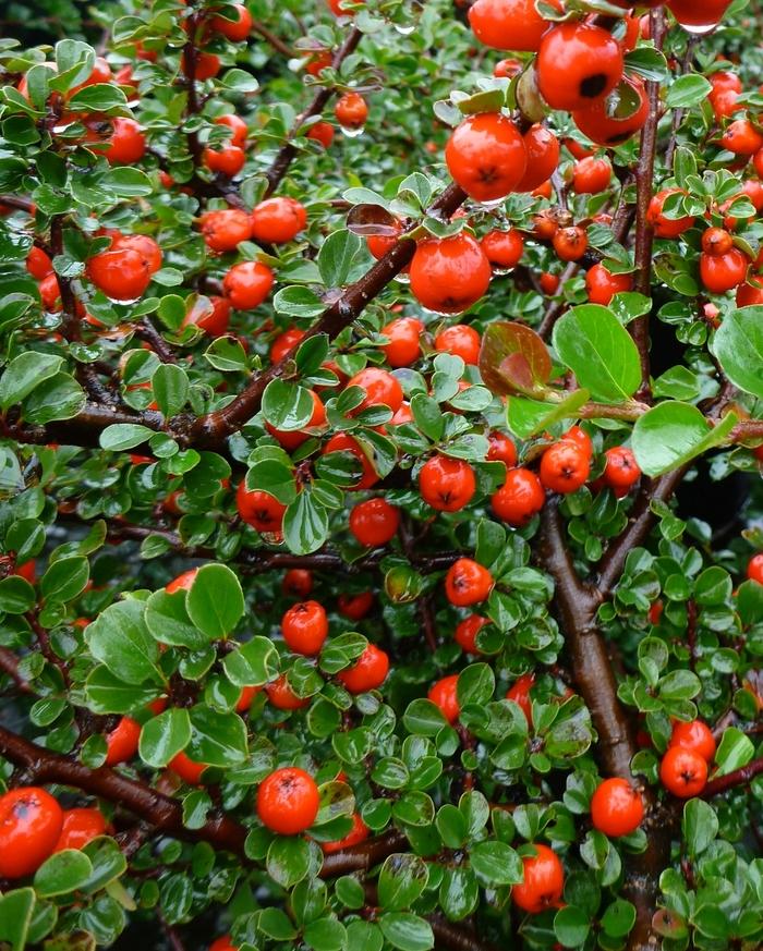 Cotoneaster apiculatus - Standard