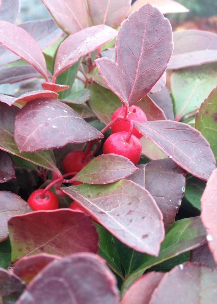 Gaultheria procumbens